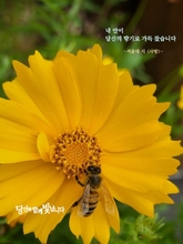 사랑
