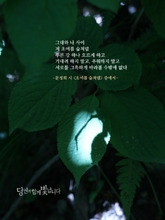초여름 숲처럼