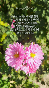 꽃씨